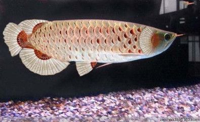 太湖居龍魚：太湖居龍魚是一種什么樣的生物？