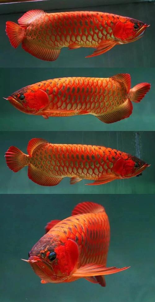 有沒有適合全屏顯示的金龍魚壁紙？