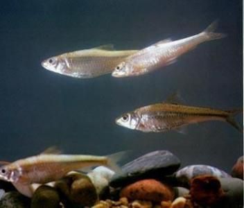 龍魚飼料魚是什么魚類圖片大全：龍魚飼料魚的養殖技巧龍魚飼料魚的養殖技巧