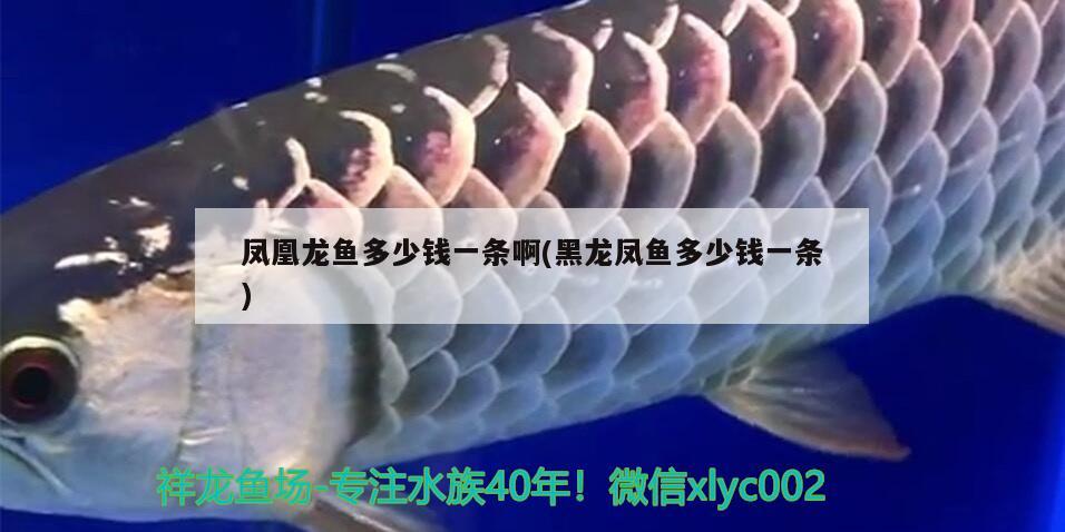 紅龍魚混養最佳搭配圖片視頻：紅龍魚配什么魚一起養