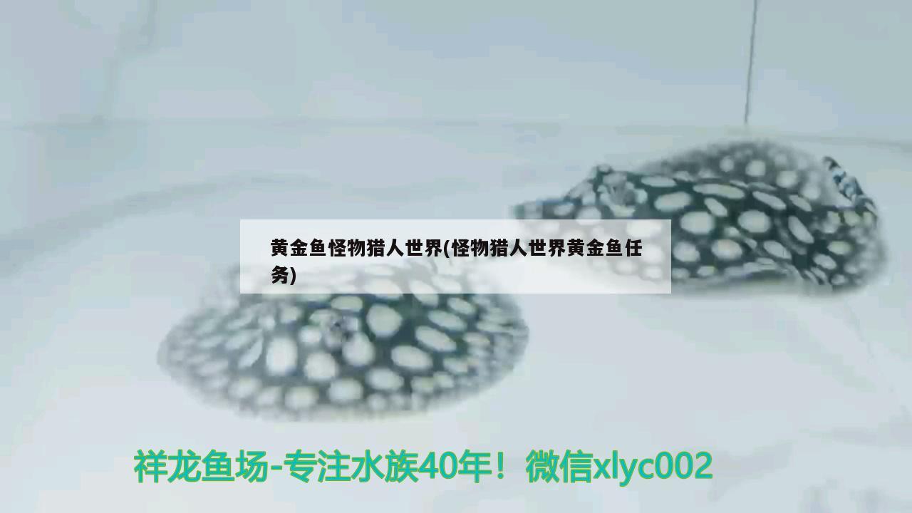 紅龍魚混養最佳搭配圖片視頻：紅龍魚配什么魚一起養