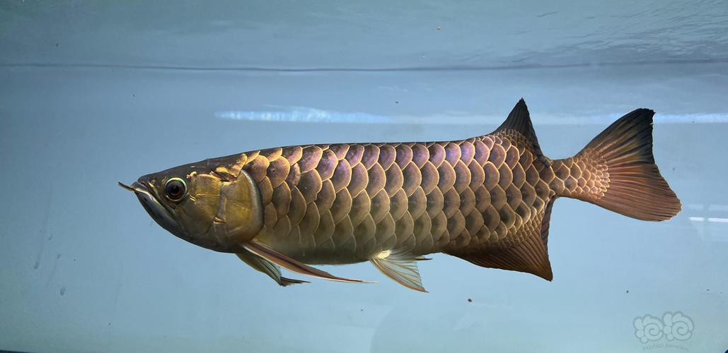 潮汕龍魚圖片大全欣賞