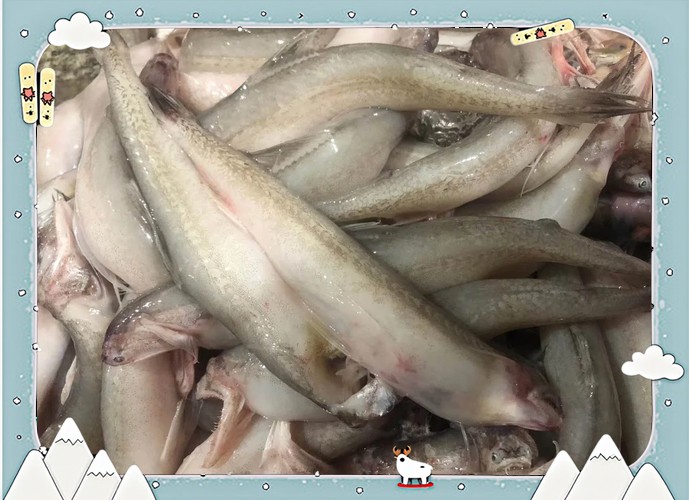 潮汕龍魚圖片大全欣賞