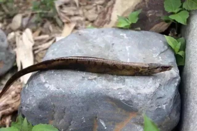 潮汕龍魚圖片大全欣賞