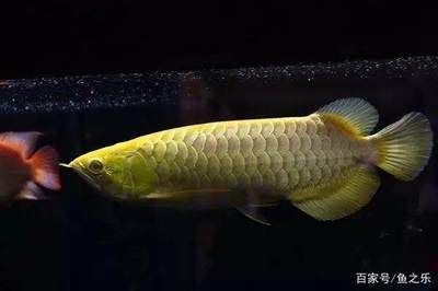 一條龍魚居然能換一套房網友：貧窮限制了我的想象力：一條龍魚居然能換一套房,網友:貧窮限制了我的想象力!