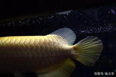 一條龍魚居然能換一套房網友：貧窮限制了我的想象力：一條龍魚居然能換一套房,網友:貧窮限制了我的想象力!