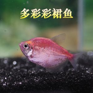 草缸曼龍魚(草缸養(yǎng)曼龍魚可行嗎?) 龍魚百科 第2張 草缸曼龍魚(草缸養(yǎng)曼龍魚可行嗎?) 草缸曼龍魚(草缸養(yǎng)曼龍魚可行嗎?) 龍魚百科 第2張