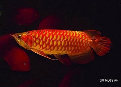 龍魚苗飼養(yǎng)，龍魚苗飼養(yǎng)方法