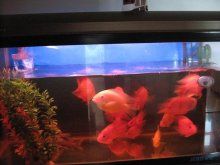 羅漢魚龍魚混養(yǎng)視頻：羅漢魚和龍魚混養(yǎng)對不起，羅漢魚和龍魚混養(yǎng)需要注意