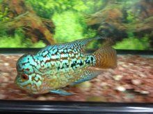 羅漢魚龍魚混養(yǎng)視頻：羅漢魚和龍魚混養(yǎng)對不起，羅漢魚和龍魚混養(yǎng)需要注意