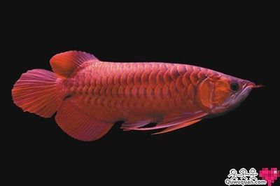 紅龍魚最大可以長到多少厘米（最大的紅龍魚有多大）