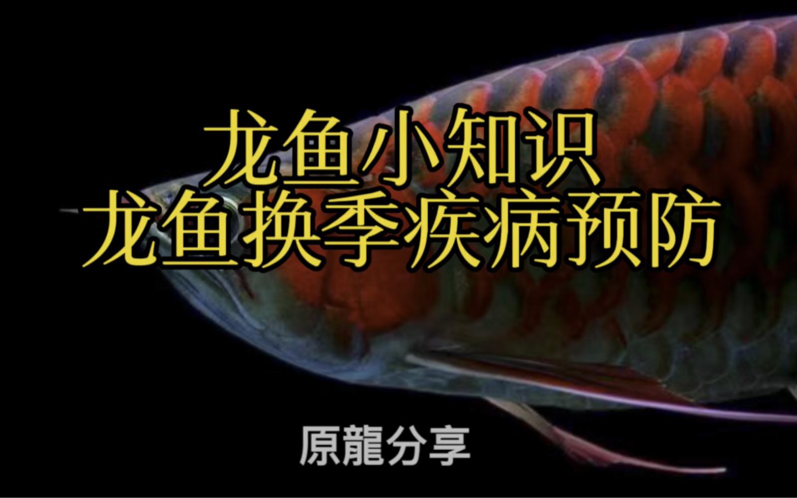 紅龍魚幼崽如何預防疾病？