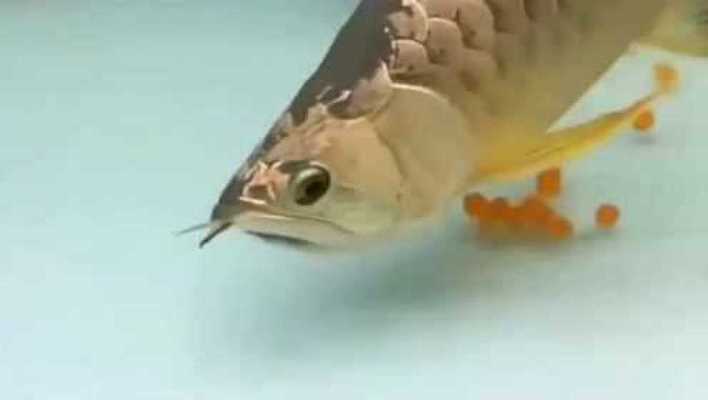 鷹手營子礦區(qū)魚藝觀賞魚店（鷹手營子礦區(qū)魚藝觀賞魚店電話）