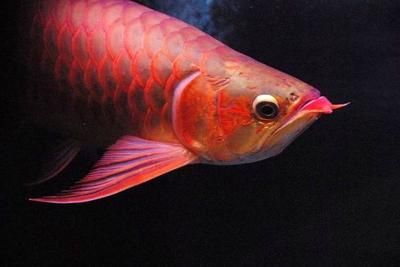 龍魚的眼睛構(gòu)造主要包括以下幾個部分：龍魚眼睛構(gòu)造：龍魚的眼睛構(gòu)造