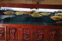 黑食魚和龍魚混養(yǎng)好不好養(yǎng)