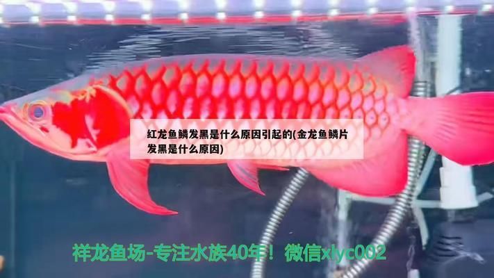 龍魚魚苗批發價格查詢（龍魚魚苗批發價格如何查詢龍魚魚苗批發價格是多少）