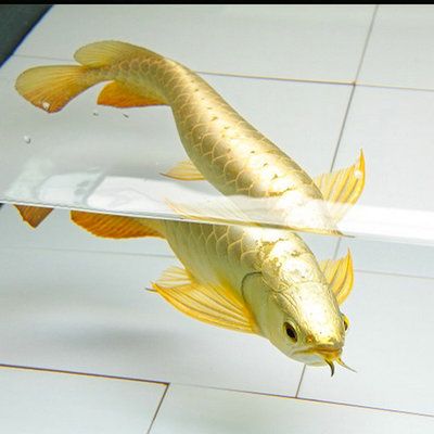 銀龍魚哪種生肖最好（養銀龍魚的注意事項）