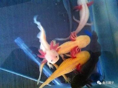 六角恐龍魚適合跟什么魚一起養(yǎng)（六角恐龍魚與紅火龍混養(yǎng)效果）