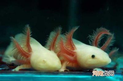 六角恐龍魚適合跟什么魚一起養(yǎng)（六角恐龍魚與紅火龍混養(yǎng)效果）