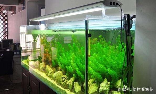 樓房魚缸擺放位置風水禁忌（家居風水中魚缸擺放有什么禁忌？）