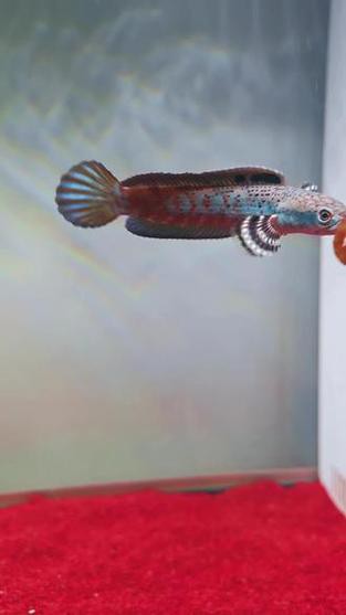 紅色雷龍魚品種有哪些圖片大全