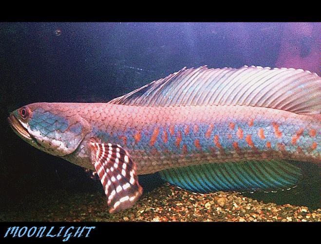 紅色雷龍魚品種有哪些圖片大全