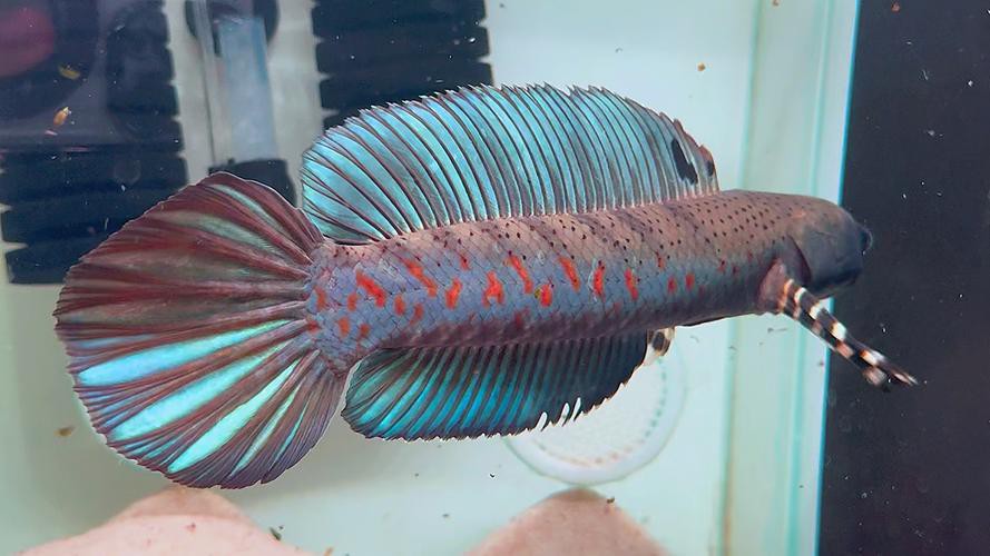 紅色雷龍魚品種有哪些圖片大全