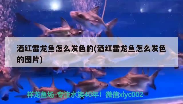 大連經濟技術開發區世源魚具用品店 大連經濟技術開發區世源魚具用品店 全國水族館企業名錄 第3張