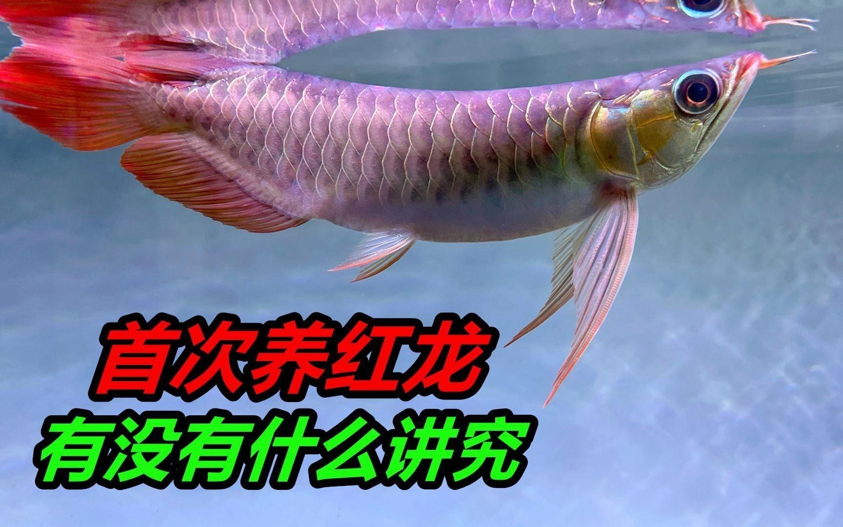 紅龍魚飼料多久換一次合適？