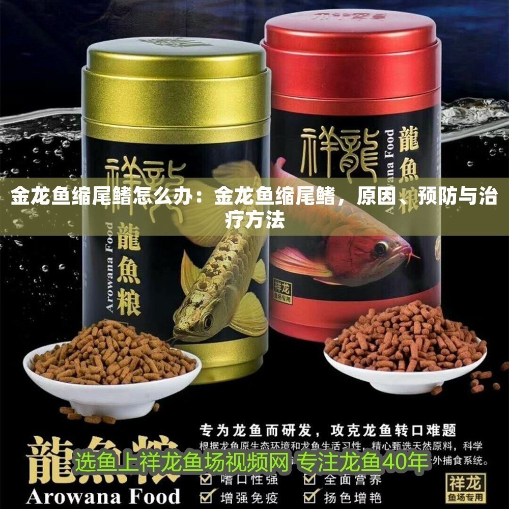 金龍魚縮尾鰭怎么辦：金龍魚縮尾鰭，原因、預(yù)防與治療方法