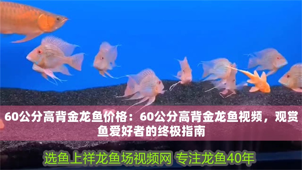 60公分高背金龍魚價格：60公分高背金龍魚視頻，觀賞魚愛好者的終極指南