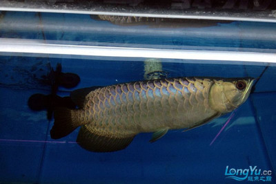 清河縣祥瑞水族館：清河縣祥瑞水族館電話