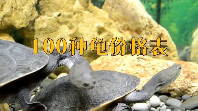 龍頭龜?shù)氖袌鰞r(jià)格是多少？