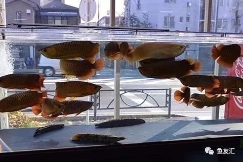 撈取大龍魚的詳細步驟：撈取大龍魚的方法如下：在撈取大龍魚之前需要準備一些工具和材料