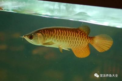 龍魚撞缸蓋是什么原因：龍魚撞缸蓋可能由多種原因引起， 龍魚撞缸蓋是什么原因：龍魚撞缸蓋可能由多種原因引起， 龍魚百科 第3張