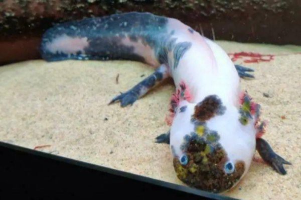 六角恐龍魚多久適應被摸？