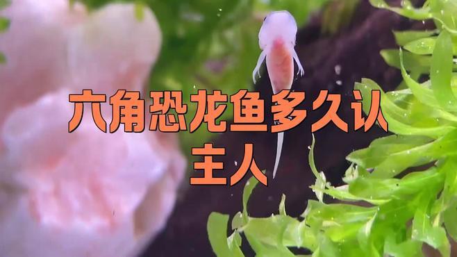 六角恐龍魚多久適應被摸？