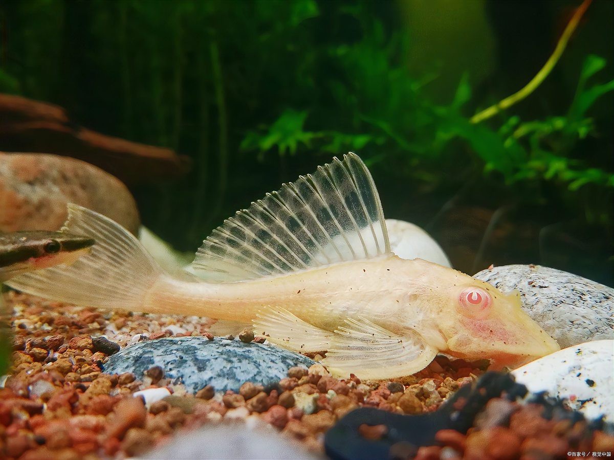 六角恐龍魚多久適應被摸？