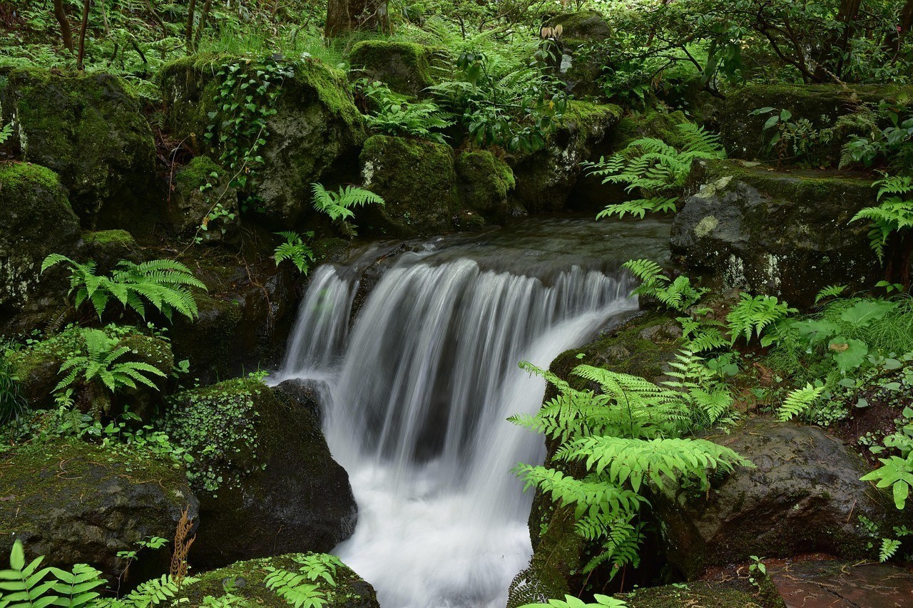 紅龍魚最適宜什么溫度生長（紅龍魚最佳飼養溫度是多少？）