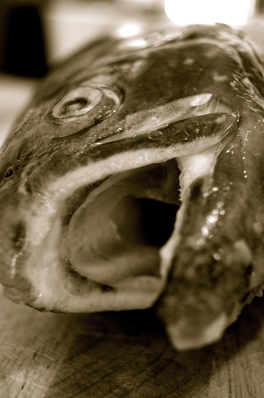 六角恐龍魚腳部潰爛會自愈嗎？ 六角恐龍魚腳部潰爛會自愈嗎？ 水族問答 第2張