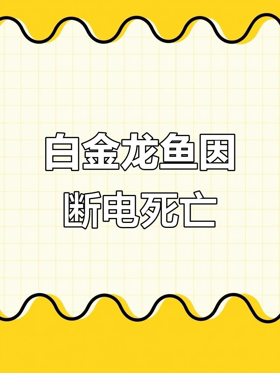 白金龍魚有哪些品種？