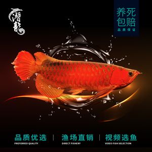 小紅龍魚容易死嗎（小紅龍魚容易死亡嗎？）