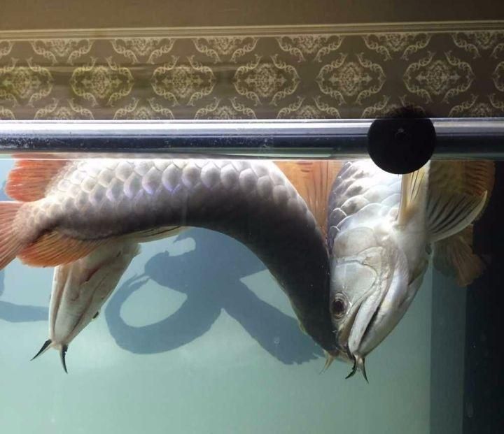 龍魚在什么情況下會死掉一條魚和一條魚：龍魚死亡可能與水質問題、水溫問題、環境因素以及疾病問題有關