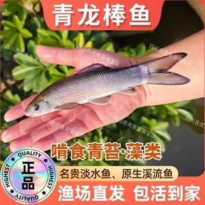 青龍魚哪里有賣的（如何辨別青龍魚健康狀態(tài)）