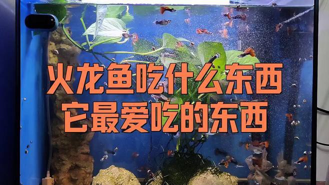 火龍魚吃什么食物視頻