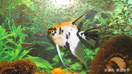 金鼓魚能和龍魚混養嗎，：金鼓魚和龍魚混養在一起能和龍魚混養嗎，金鼓魚能和龍魚混養嗎