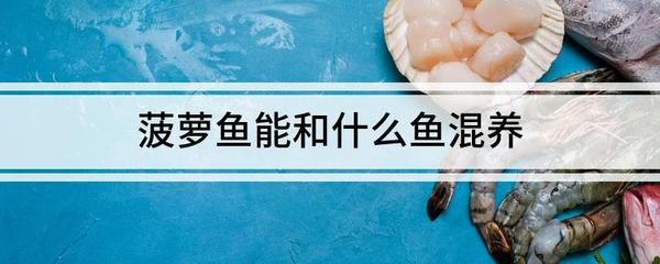 金鼓魚能和龍魚混養嗎，：金鼓魚和龍魚混養在一起能和龍魚混養嗎，金鼓魚能和龍魚混養嗎