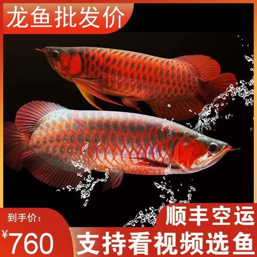 黃金龍魚圖片高清壁紙