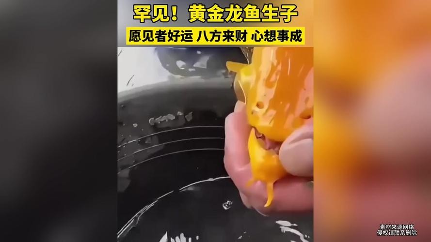 黃金龍魚圖片高清壁紙