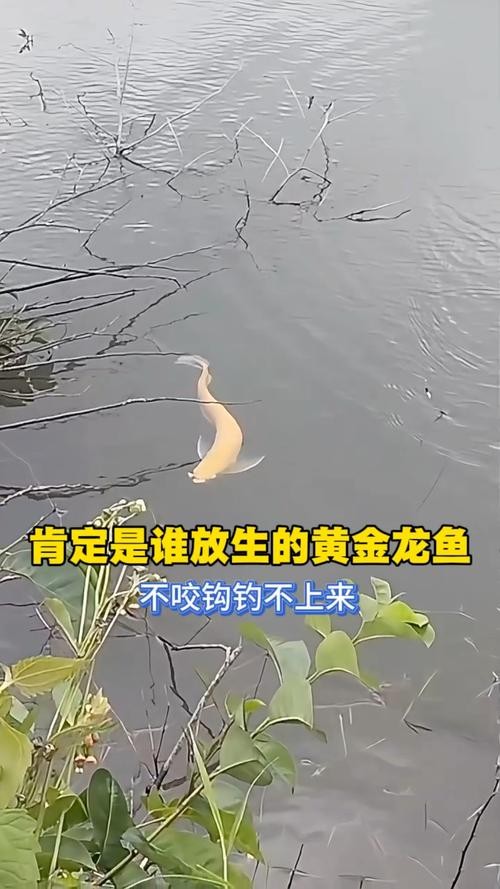 黃金龍魚圖片高清壁紙
